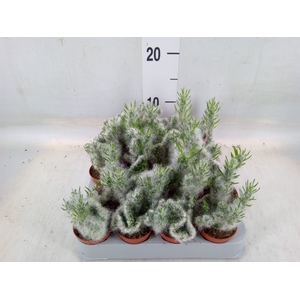 Opuntia