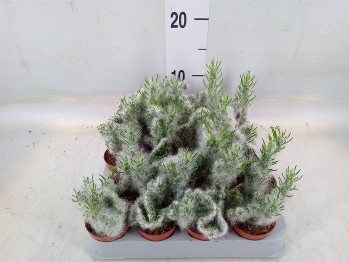 <h4>Opuntia</h4>