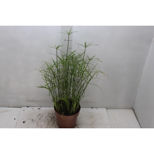PAPIRUS CHINES P17