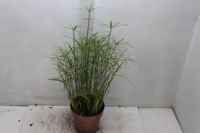 <h4>PAPIRUS CHINES P17</h4>