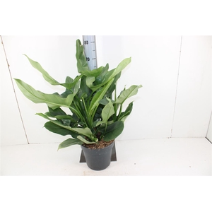 Philodendron Silver Queen P24