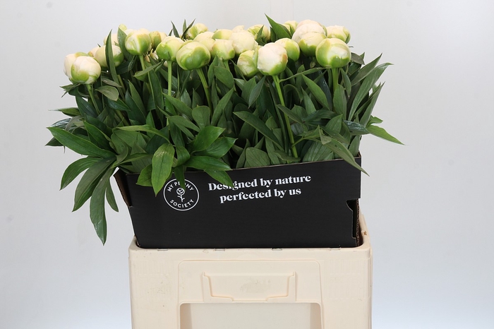 <h4>Paeonia Madame Claude Tain</h4>