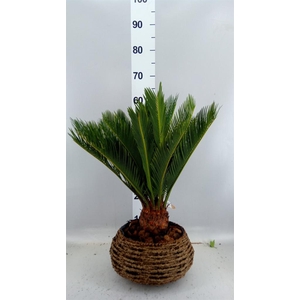 Cycas revoluta