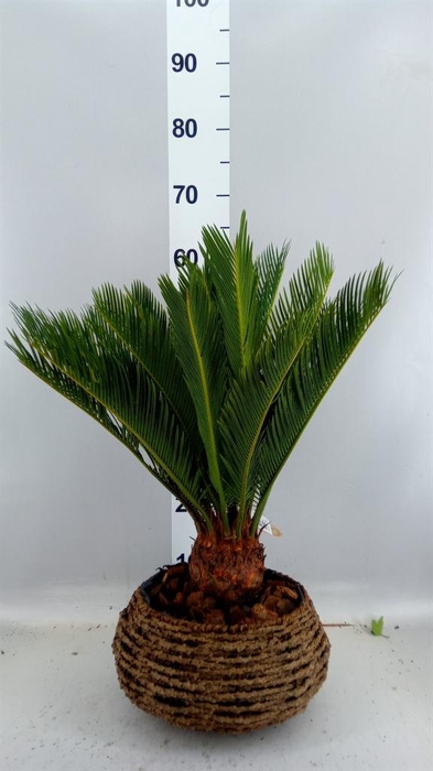 <h4>Cycas revoluta</h4>