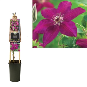 Clematis 'Westerplatte' 3.0 label