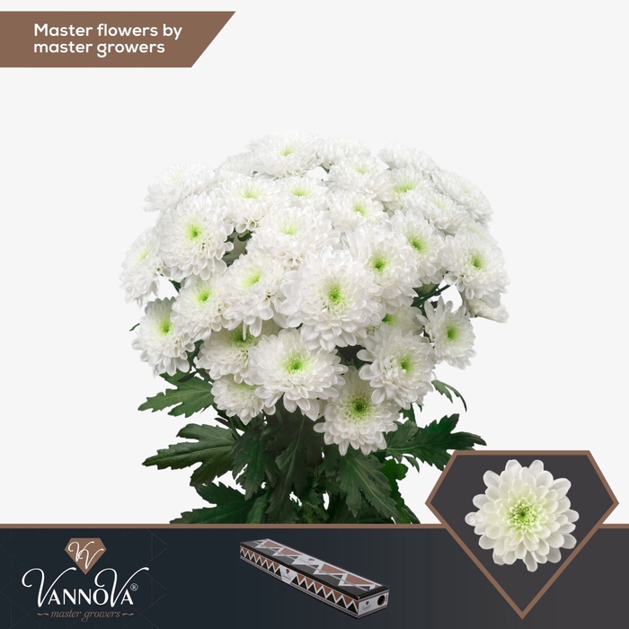 <h4>Chrysanthemum TR 'Altaj'</h4>