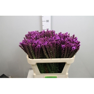Liatris Callilepis