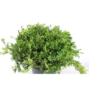 Buxus Green 400gr P Bunch