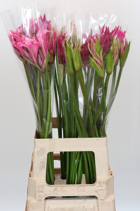 <h4>Nerine Mix</h4>