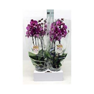 Phalaenopsis   ...lilac