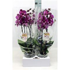 <h4>Phalaenopsis   ...lilac</h4>