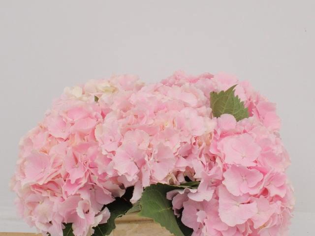 <h4>HYDR M CH VERENA</h4>