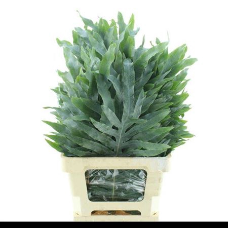 <h4>Cyrtomium Fort 70 Cm</h4>