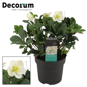 Helleborus niger 'Mon Blanc'