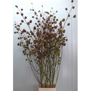 Glycyrrhiza Y Zoethout 200cm P Stem