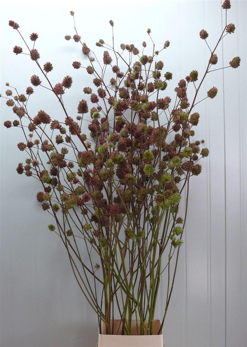 <h4>Glycyrrhiza Y Zoethout 200cm P Stem</h4>