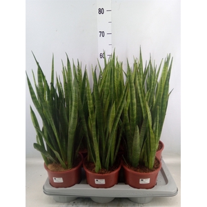 Sansevieria zeylanica 'Greenline'