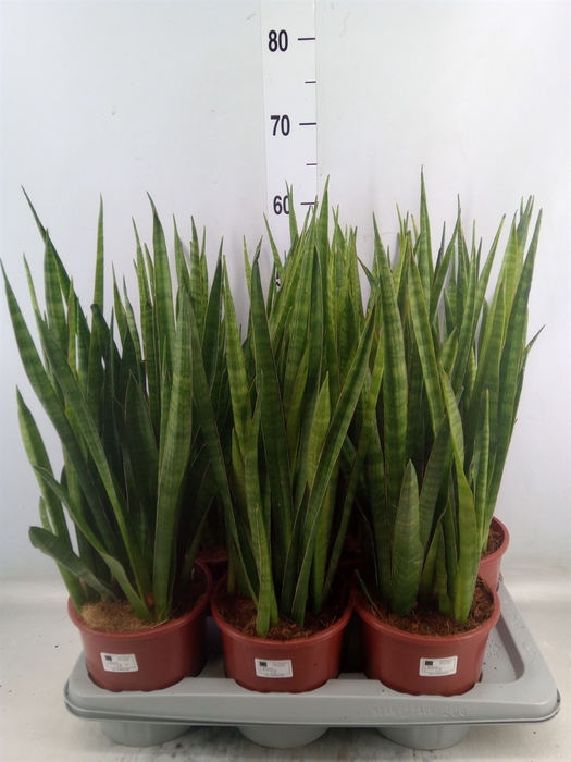 <h4>Sansevieria zeylanica 'Greenline'</h4>