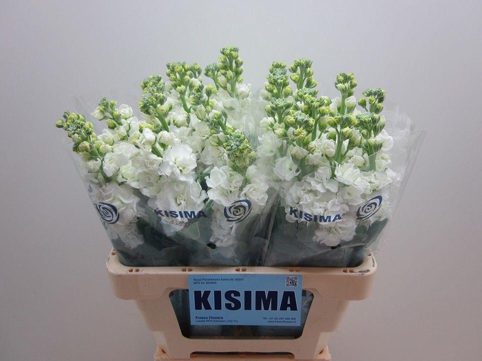 <h4>MATTH IRON WHITE</h4>