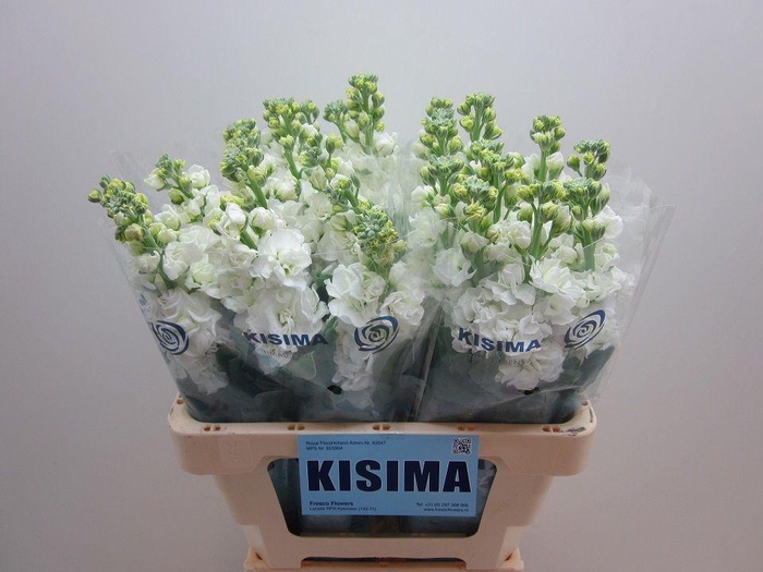 <h4>Matth Iron White</h4>