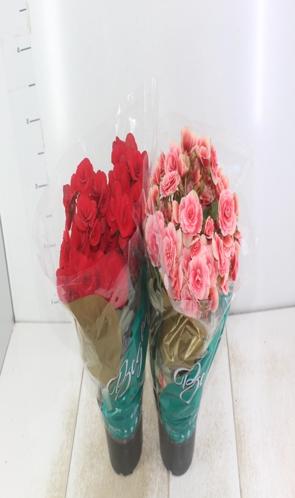 <h4>BEGONIA P15</h4>