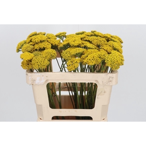 Achillea Park Variety