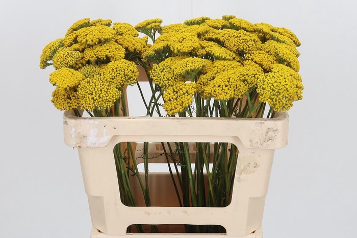 <h4>Achillea Park Variety</h4>