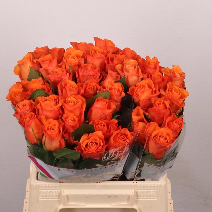 <h4>R GR ORANGE WAVE</h4>