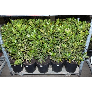 CROTON GOLDEN SUN P24