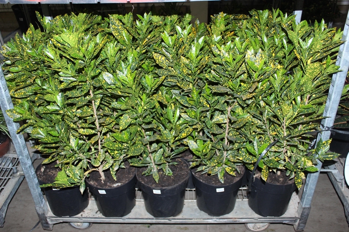 <h4>CROTON GOLDEN SUN P24</h4>