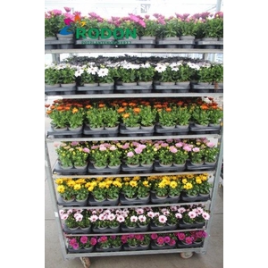 OSTEO SENORITAS MIXK