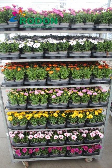 <h4>OSTEO SENORITAS MIXK</h4>