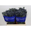 Eryngium Blue Dynamite