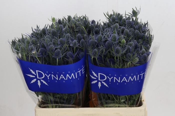 Eryngium Blue Dynamite