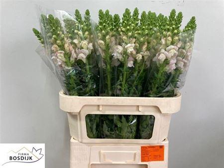 <h4>Antir Costa Silver</h4>