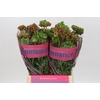 Ranunculus Romance Crown Bastille