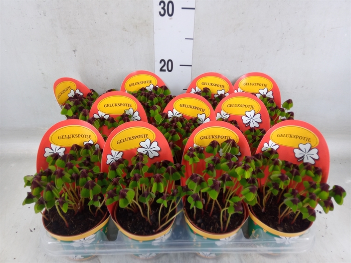 <h4>Oxalis deppei</h4>