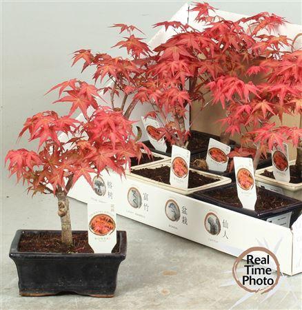 <h4>Bonsai Acer Type</h4>