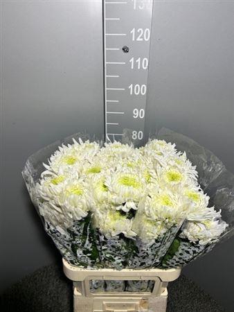 <h4>Chr G Magnum</h4>