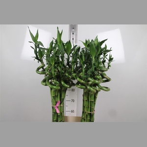 Drac Lucky Bamboo 100cm