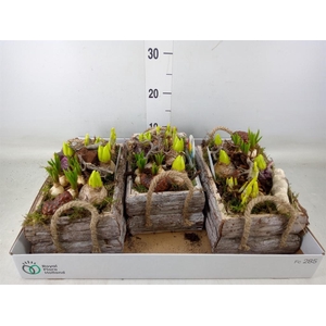 Arr.   Bol/Knolgewas L%