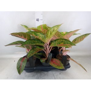 Aglaonema   ...