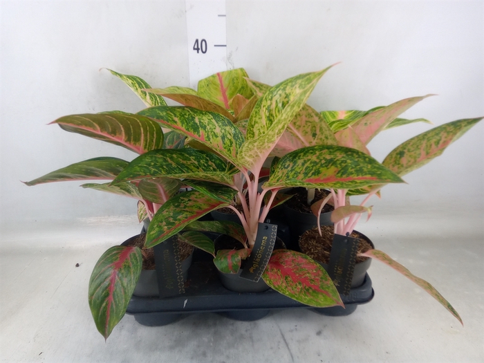 <h4>Aglaonema   ...</h4>
