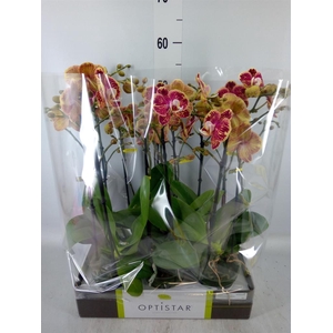 Phalaenopsis   ...red