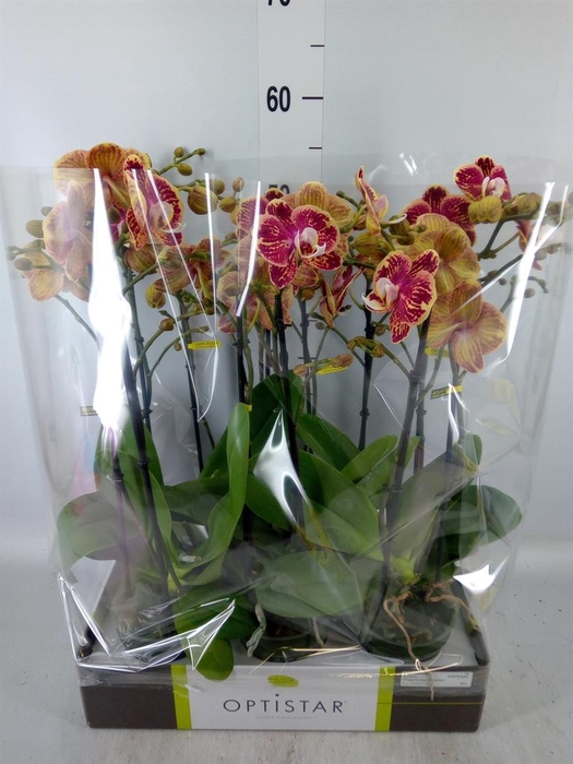 <h4>Phalaenopsis   ...red</h4>