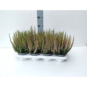 Calluna vulg. 'Beauty L Mia'