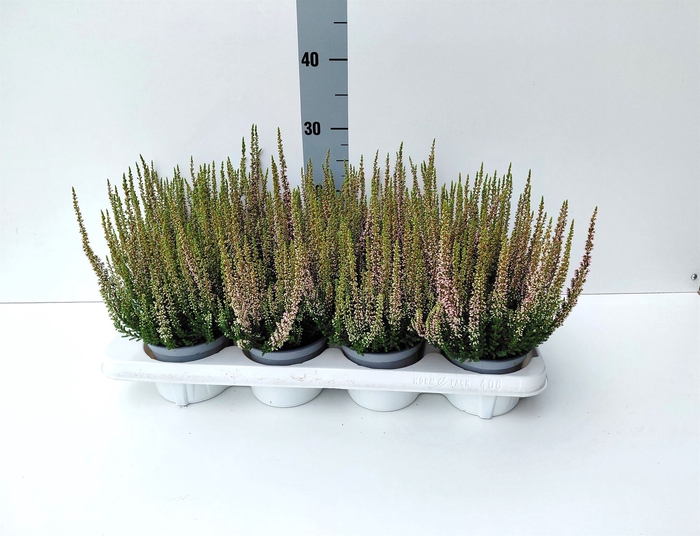 <h4>Calluna vulg. 'Beauty L Mia'</h4>