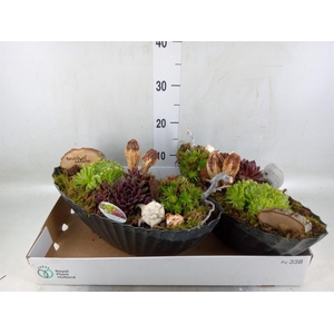 Arr.  Sempervivum L%