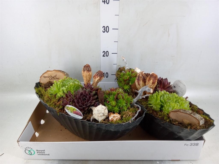 <h4>Arr.  Sempervivum L%</h4>