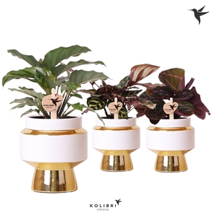 Kolibri Greens Calathea mix in Le Chic pot gold